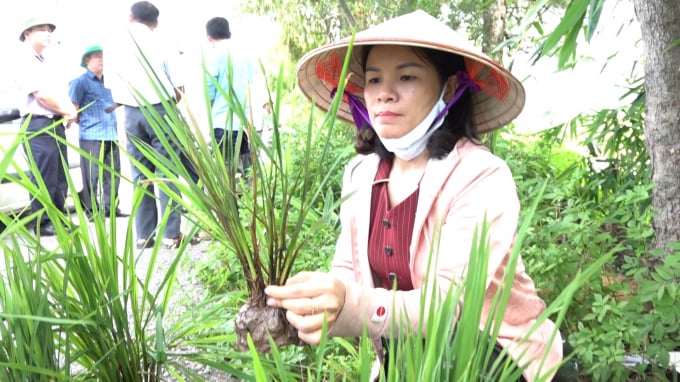Bệnh lùn sọc đen gây thiệt hại năng suất lúa cũng đã xuất hiện tại các tỉnh Nam Định, Ninh Bình. Ảnh: Minh Phúc.