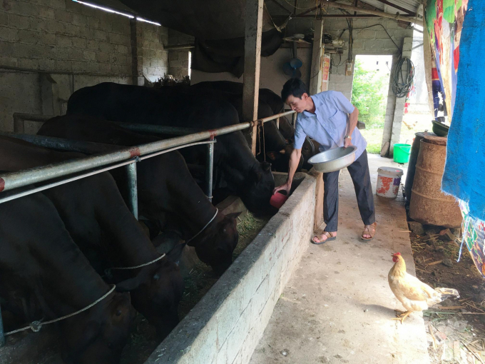 Mô hình nuôi bò BBB tại gia đình ông Trần Xuân Điển, 50 tuổi, Trưởng xóm Cà Phê. Ảnh: Đồng Văn Thưởng.