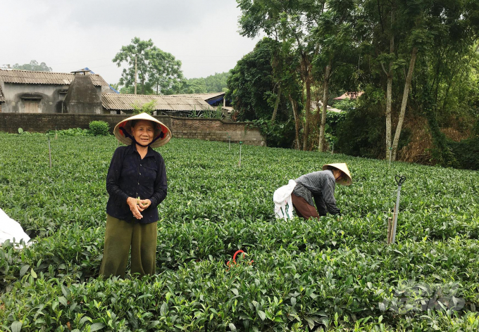 Người dân xóm Cà Phê chăm sóc vườn chè đặc sản, trong ảnh là bà Cao Thị Loan, 74 tuổi, đang 'nhặt lại' chè sau thu hái nhằm phòng tránh sâu bệnh hại lứa chè sau. Ảnh: Đồng Văn Thưởng.