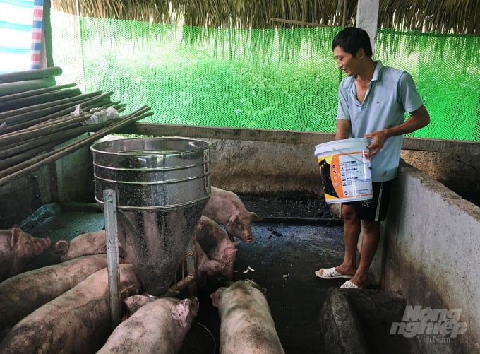 Chăn nuôi đàn lợn bằng nguồn thức ăn thiên nhiên. Ảnh: Đồng Văn Thưởng.