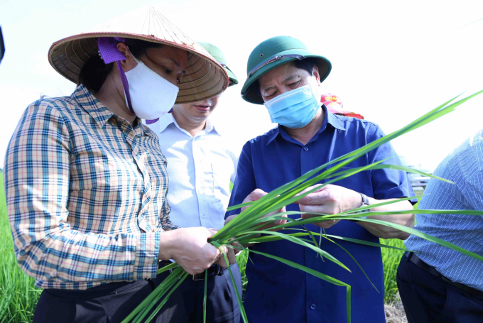 Thứ trưởng Lê Quốc Doanh kiểm tra mật độ sâu cuốn lá nhỏ hại lúa mùa 2020 tại Hải Phòng chiều ngày 27/8. Ảnh: Minh Phúc.