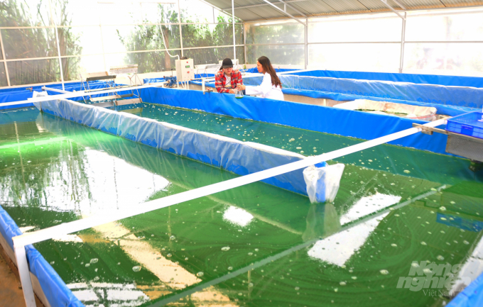 Các hồ nuôi trồng tảo xoắn được xây dựng khoa học để phù hợp với điều kiện thời tiết tại Lâm Đồng. Ảnh: Minh Hậu. 