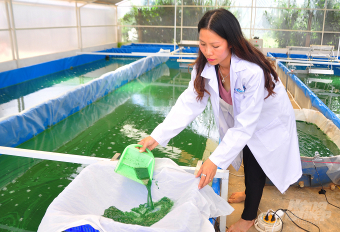 Từ nửa lít tảo xoắn ban đầu mang về từ Pháp, chị Nguyễn Thị Bích Trâm đã phát triển thành khu nuôi trồng quy mô lớn. Ảnh: Minh Hậu.