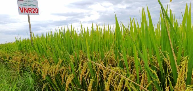 Nhiều mùa vụ vừa qua, lúa VNR20 luôn thể hiện được nhiều ưu điểm như chống chịu đổ ngã, ít nhiễm sâu bệnh và tiềm năng năng suất cao trong cả vụ đông xuân và hè thu. Ảnh: L.K.