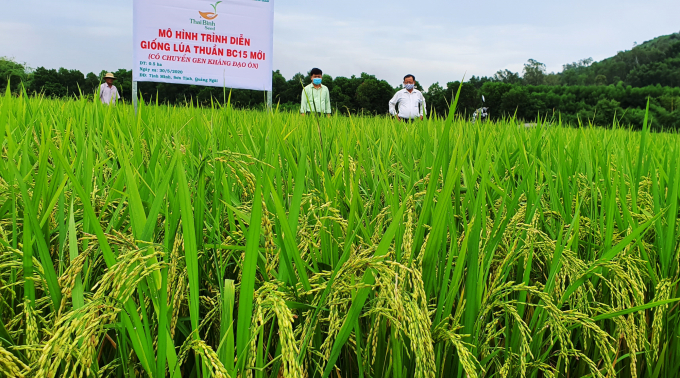 Lúc BC15 kháng đạo ôn ở xã Tịnh Minh (huyện Sơn Tịnh, tỉnh Quảng Ngãi) là 1 trong những giống lúa vừa năng suất, vừa chất lượng, được nhiều bà con nông dân lựa chọn sử dụng. Ảnh: L.K.