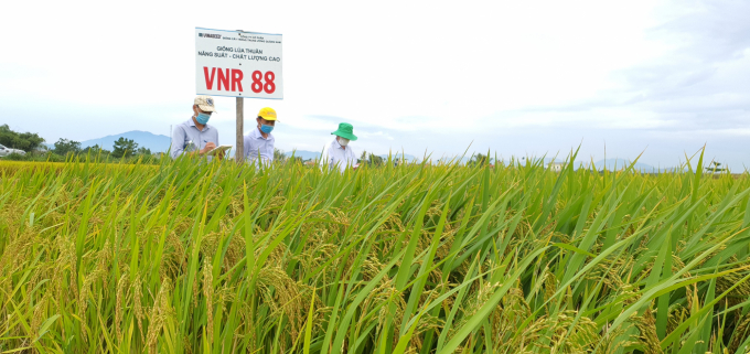 VNR88 có đặc điểm cứng cây, ít nhiễm rầy, năng suất khá và chất lượng gạo thơm, ngon. Ảnh: L.K.