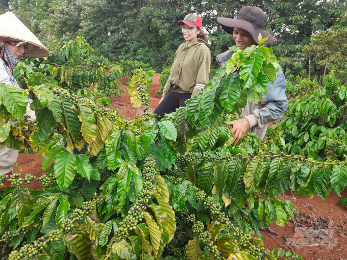 Vườn cà phê xen cây ăn quả của gia đình ông Y Lhiăm Niê được xem là mô hình kiểu mẫu trong tái canh. Ảnh: Tuấn Anh.