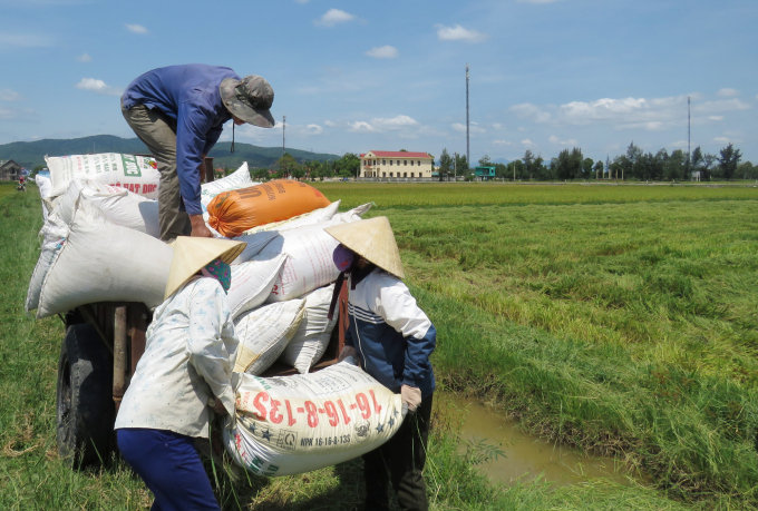 Nông dân xã Hàm Ninh thu hoạch lúa vụ HT trong thời tiết nắng nóng. Ảnh: N.Tâm.