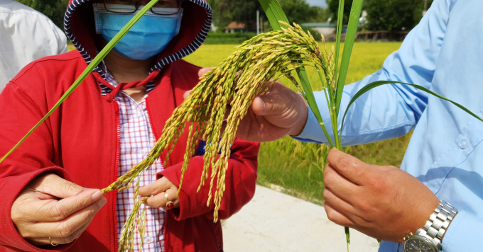 Giống lúa VNR88 tại Quảng Ngãi nổi bật với bông to dài, tỷ lệ hạt chắc cao, kháng sâu bệnh tốt. Ảnh: L.K.