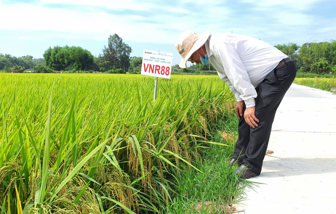 Ngành chức năng tỉnh Quảng Ngãi đánh giá cao 2 giống lúa VNR88 và VNR20 của Cty CP giống cây trồng Trung ương Quảng Nam. Ảnh: L.K.