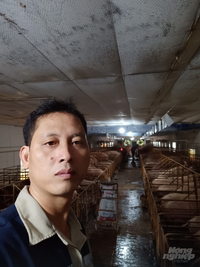 Anh Chung đang có 70 lợn nái, 4 lợn đực và 500 lợn thương phẩm. Ảnh: Nhân vật cung cấp.