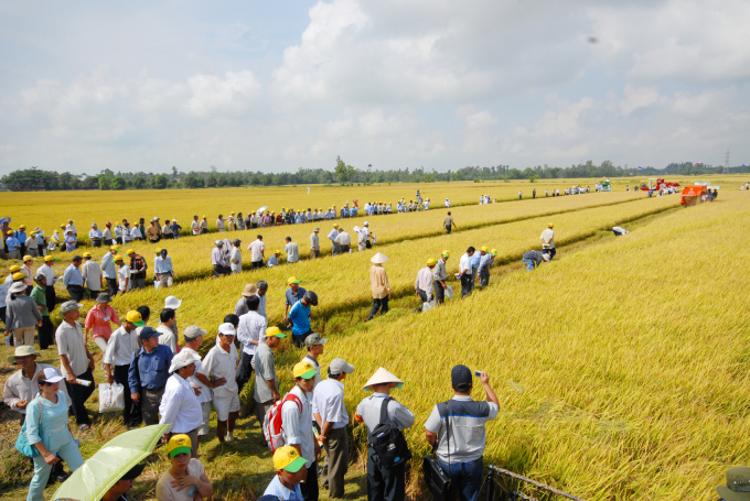 Sản xuất lúa gạo của nước ta ngày càng cải thiện về chất lượng, năng suất, đặc biệt là đảm bảo an toàn thực phẩm. Ảnh: TL.