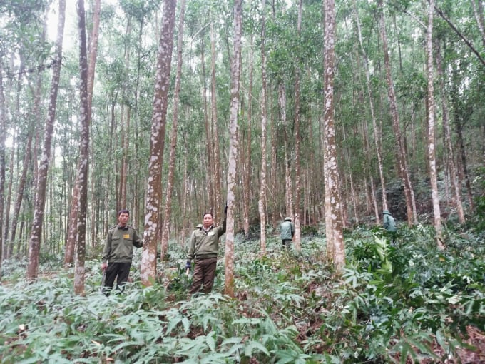 Mô hình trồng rừng gỗ lớn của Công ty TNHH MTV Lâm nghiệp Yên Thế, Bắc Giang. Ảnh: Dương Đại Tiến.
