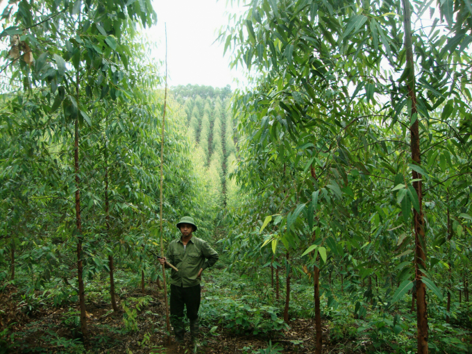 Lực lượng Kiểm lâm Bắc Giang kiểm tra mô hình trồng rừng gỗ lớn tại xã Phong Minh, huyện Lục Ngạn, tỉnh Bắc Giang. Ảnh: Dương Đại Tiến.