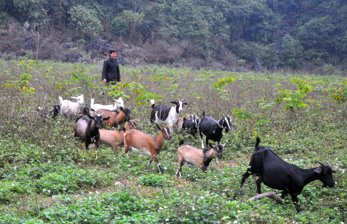 Những dãy núi có nhiều thảo dược giàu dinh dưỡng tạo ra nguồn thức ăn cho đàn dê, nhờ đó chất lượng thịt dê của Ninh Bình thơm ngon. Ảnh: Trần Quang.