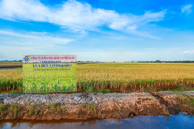 Cánh đồng lúa hữu cơ của Trung An tại Kiên Giang. Ảnh: Công ty Cổ phần Nông nghiệp Công nghệ cao Trung An.