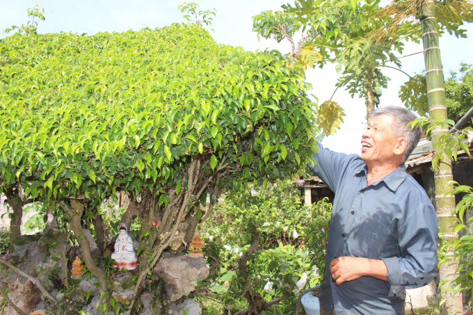Ông Nguyễn Văn Vệ, thôn Phú Bình (xã Yên Cường, huyện Ý Yên) chăm sóc cây cảnh trong khu vườn của gia đình. Ảnh: Mai Chiến.