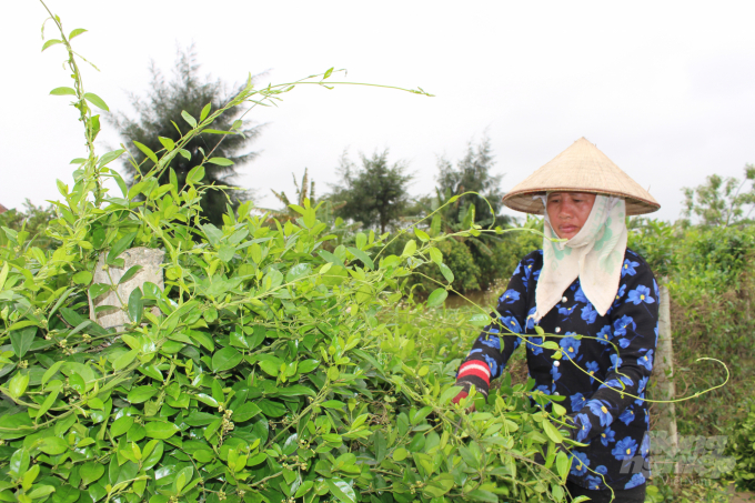Mô hình trồng cây dược liệu (cây thìa canh) ở xã Hải Lộc cho giá trị kinh tế cao, gấp 3 - 5 lần so với trồng lúa. Ảnh: Mai Chiến.