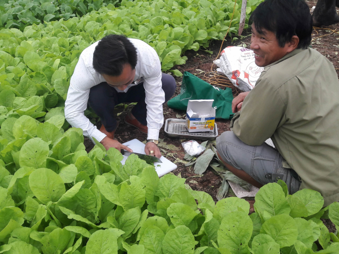 Doanh nghiệp và người trồng rau tại các vùng rau an toàn Hà Nội chủ động test nhanh dư lượng sản phẩm trước khi xuất bán cho người tiêu dùng. Ảnh: Nguyên Huân.