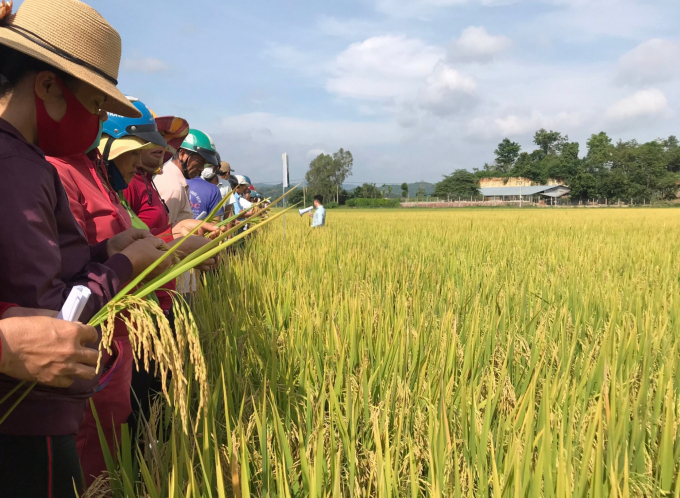 Hương Châu 6 ngoài năng suất cao thì chất lượng gạo rất ngon, đủ tiêu chuẩn xuất khẩu.
