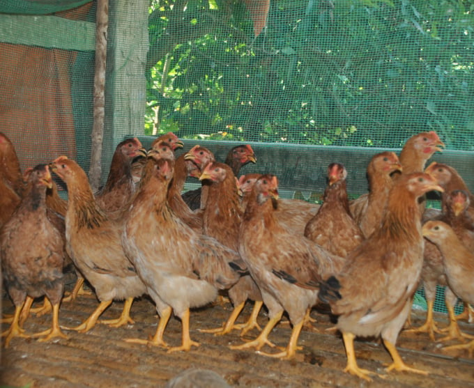 Chỉ 1 - 2 tháng tới những con gà này sẽ cho trứng, giúp người dân ở Nậm Chảy cải thiện bữa ăn hàng ngày. Ảnh: H.Đ.