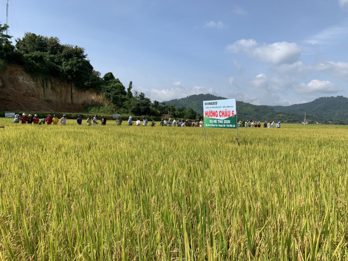 Giống lúa mới Hương Châu 6 được người dân Tây Nguyên đánh giá cao bởi năng suất, sạch bệnh, cơm ngon.