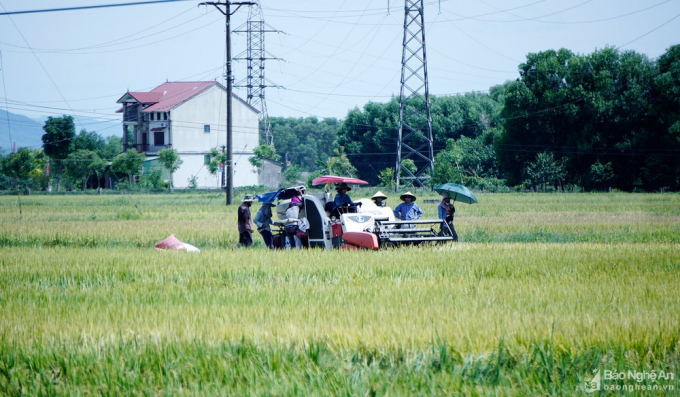 Nông dân huyện Diễn Châu thu hoạch lúa vụ hè thu. Ảnh: Báo Nghệ An.
