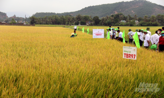 Mô hình trồng thử nghiệm TBR97 tại Nông Cống (tỉnh Thanh Hóa) cho năng suất 67,5 tạ/ha. Ảnh: Võ Dũng.
