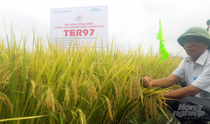 Nông dân huyện Nông Cống mong muốn TBR97 được đưa vào trồng đại trà. Ảnh: Võ Dũng.