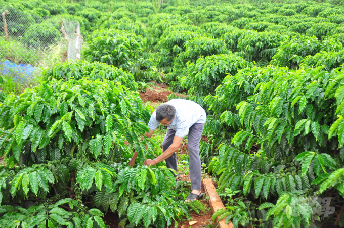 Được dự án VnSAT hỗ trợ, tập huấn... người trồng cà phê ở Tây Nguyên đã thay đổi tư duy canh tác để nâng cao hiệu quả. Ảnh: Minh Hậu.
