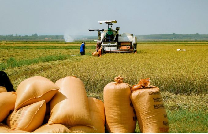Sản xuất lúa hữu cơ trên cánh đồng cho chất lượng cao ở vùng dất Quảng Trị, Ảnh: D.L.