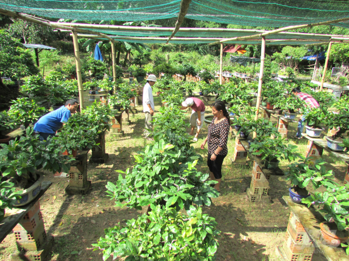Nghề trồng mai cảnh ở Bình Định có thu nhập 5-6 triệu đồng/người/tháng. Ảnh: Ngọc Thăng