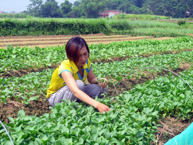 Thay đổi quy trình sản xuất giúp cho vựa rau xóm Náng mang lại hiệu quả kinh tế cao hơn. Ảnh : Đồng Văn Thưởng.