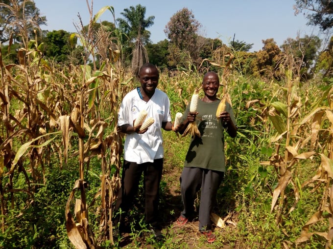 Nông dân ở Yambio thu hoạch bắp ngô khi kết thúc thử nghiệm.