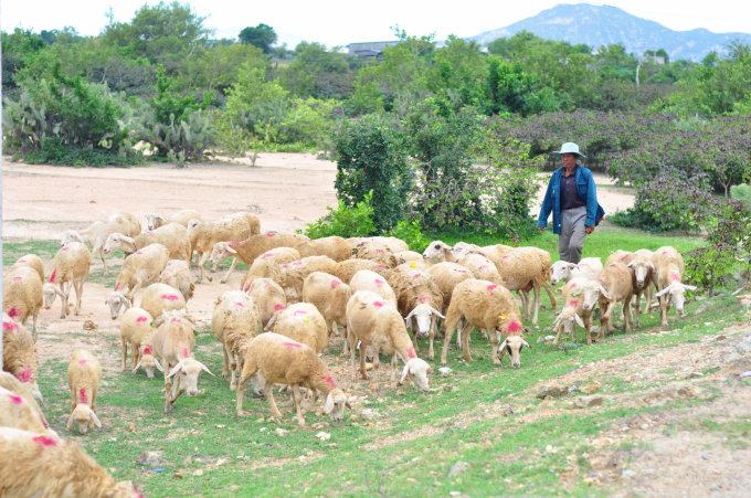 Đến hết năm 2020, dự kiến có 90% đàn cừu của tỉnh Ninh Thuận được lai tạo giống. Ảnh: Minh Hậu.