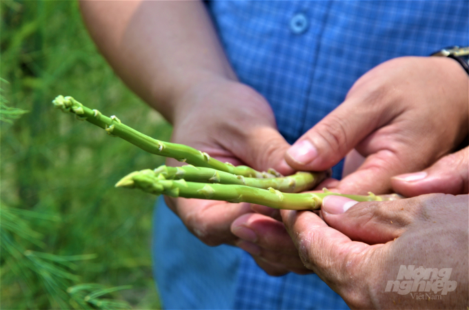 Với giá 50.000 đồng/kg, mỗi sào măng tây người nông dân ở Thiện Kế thu về khoảng 20 triệu đồng/năm. Ảnh: Đào Thanh.