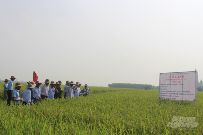 Nhờ tích tụ đất đai thành công, Công ty Cường Tân đã tập trung sản xuất lúa lai F1 ở các địa phương trong tỉnh. Ảnh: Mai Chiến.