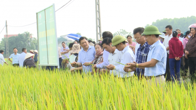 Nông dân xã Tân Phong và đại diện Cty Quế Lâm tại mô hình trồng lúa hữu cơ. Ảnh: Quang Dũng.