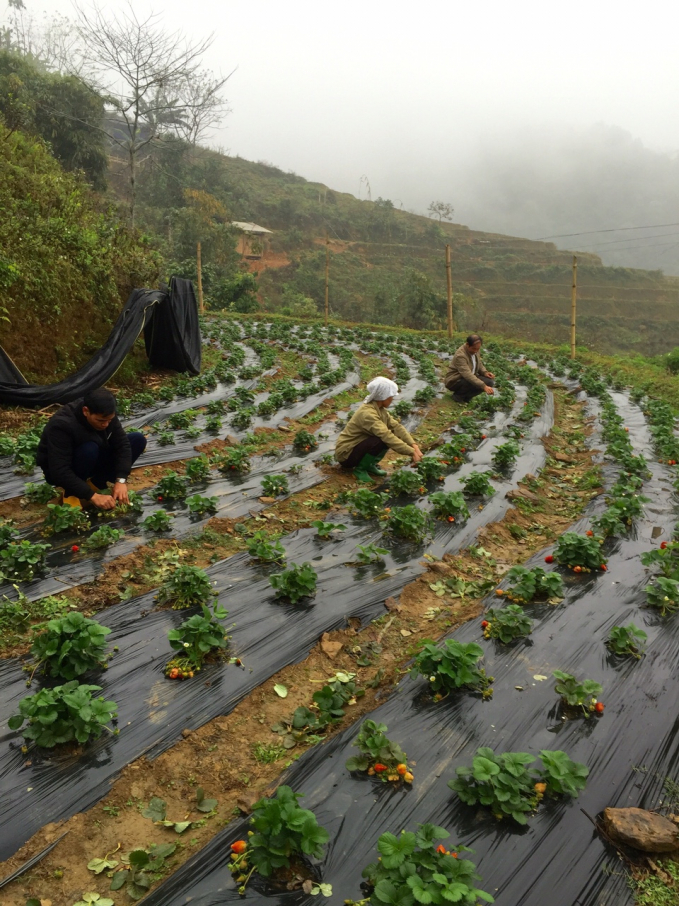 Khí hậu quanh năm mát mẻ là lợi thế để xã Hồng Thái trồng được dâu tây và các loại rau cải, su su quanh năm. Ảnh: Đào Thanh.