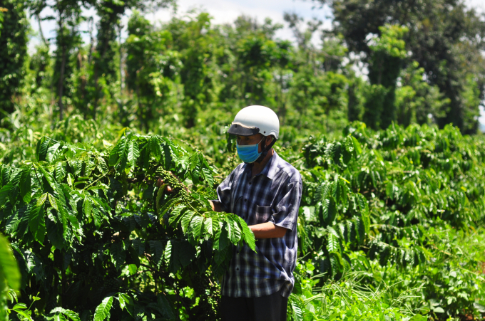 Diện tích cà phê tái canh theo dự án VnSAT mang lại hiệu quả cao, là nơi để các hộ nông dân trong vùng đến tham quan, học tập. Ảnh: Minh Hậu.