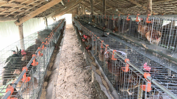 Mô hình nuôi gà nòi lai hướng trứng tại huyện Chợ Gạo. Ảnh: Minh Đảm.