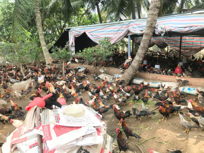 Mô hình nuôi gà tre hướng thịt phát triển mạnh ở xã Xuân Đông gần đây. Ảnh: Minh Đảm.
