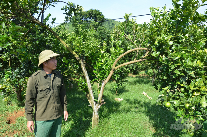 Một chủ vườn ở xã Hợp Phong huyện Cao Phong đang xem cây bị bệnh. Ảnh: Dương Đình Tường.