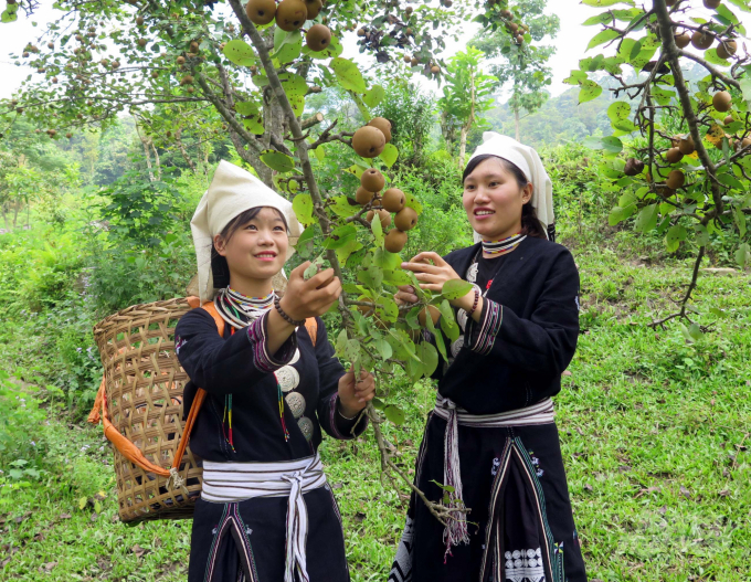 Cây lê đã trở thành cây trồng cho nhiều hộ dân ở xã Hồng Thái có cuộc sống ấm no. Ảnh: Đào Thanh.