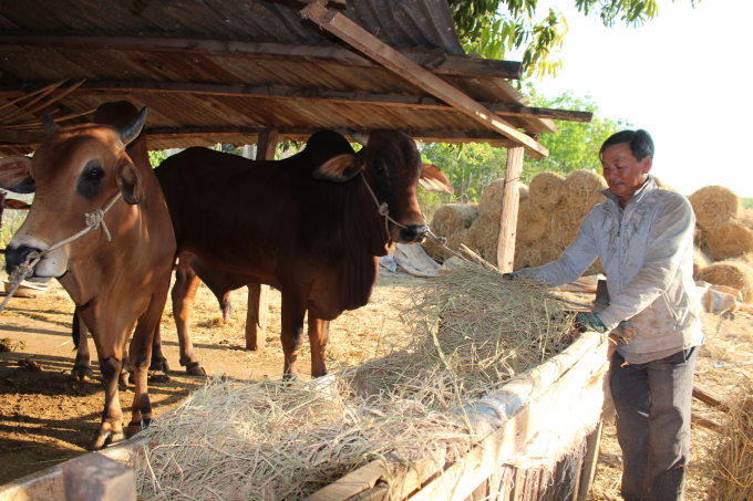 Ông Nguyễn Quang Hơ chăm sóc đàn bò giống của gia đình. Ảnh: Trần Trung.