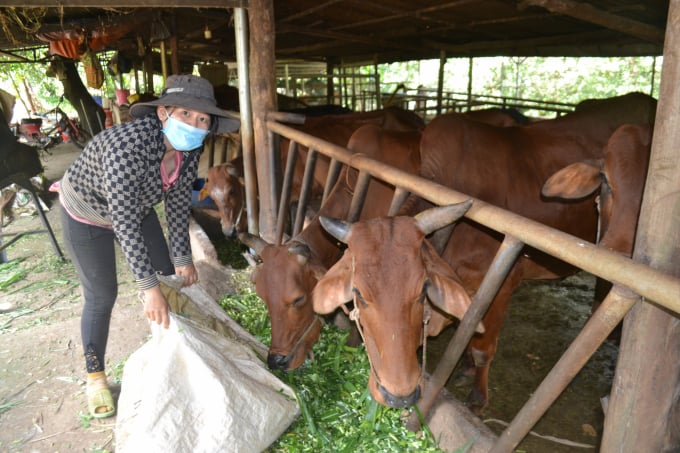 Thành viên HTX chăn nuôi Đồng Phú phấn khởi vì đàn bò lai hiệu quả kinh tế cao. Ảnh: Trần Trung.