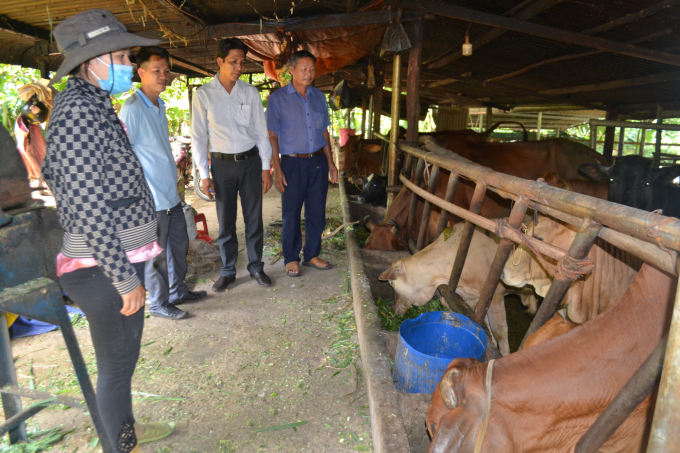 Các thành viên HTX chăn nuôi Đồng Phú trao đổi, học tập rút kinh nghiệm chăn nuôi bò. Ảnh: Trần Trung.