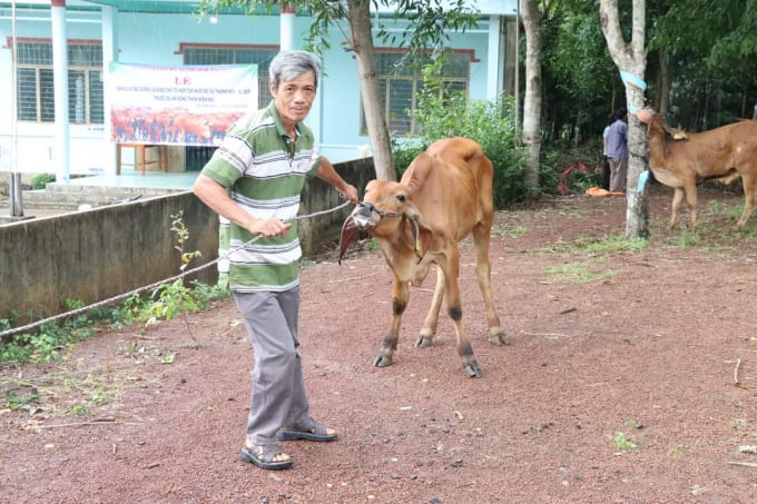Bàn giao bò giống cho người dân huyện biên giới Bù Đốp. Ảnh: Trần Trung.
