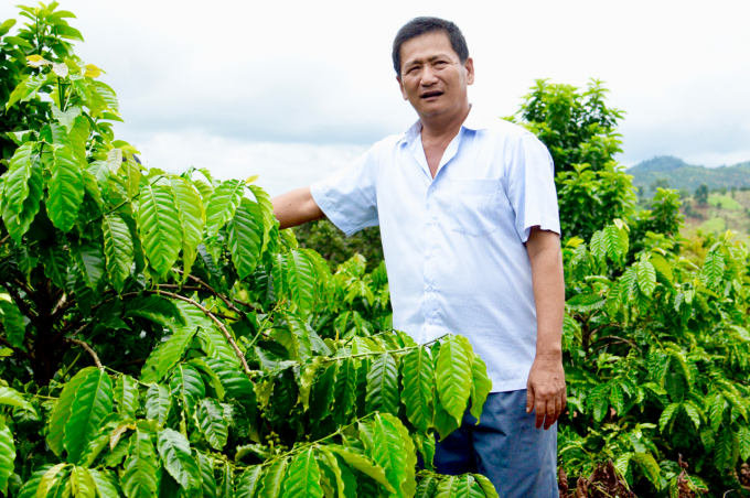 Cà phê là một trong những ngành hàng có lợi thế lớn của Việt Nam nhờ được giảm thuế suất vào thị trường Châu Âu xuống 0%. Ảnh: Minh Phúc.
