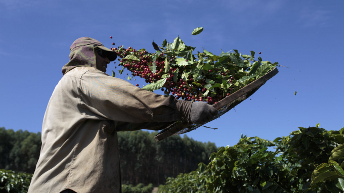 Nông dân Brazil thu hoạch cà phê ở bang Minas Gerais. Ảnh: AFP